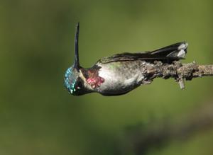 Heliomaster longirostris