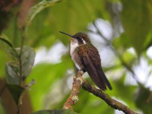 utils/thumbs/Trochilidae/Lampornis_m2AXVExjrg9WkhZmVSdoiu.jpg