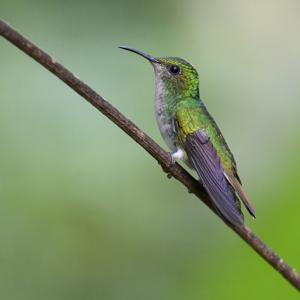 Microchera cupreiceps