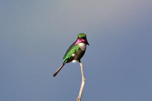 Microstilbon burmeisteri