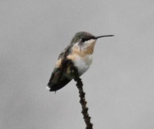 utils/thumbs/Trochilidae/Myrmia_eCyZz5p9yyxhjiUixgxi2a.jpg
