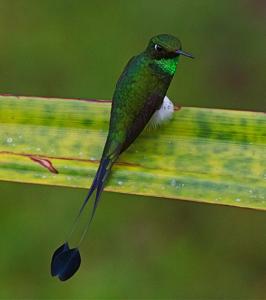 Ocreatus underwoodii