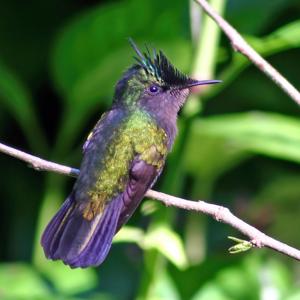 utils/thumbs/Trochilidae/Orthorhyncus_LFwaJDT3sDRx8gKquByM3b.jpg