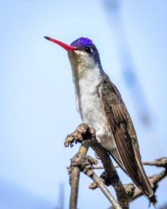 Ramosomyia violiceps