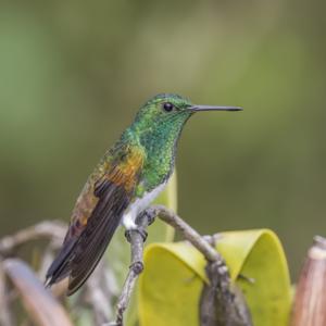 utils/thumbs/Trochilidae/Saucerottia_6jTKm6pkyWhquVBqpox3zJ.jpg