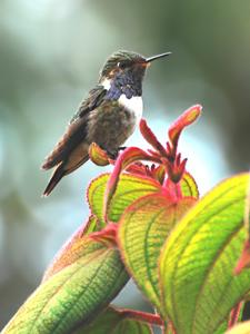 Selasphorus flammula