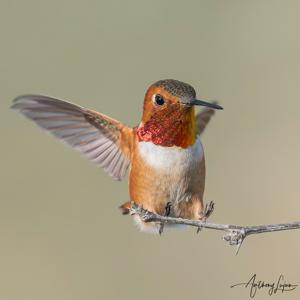 Selasphorus rufus