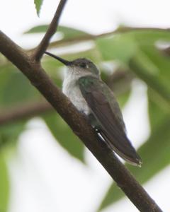utils/thumbs/Trochilidae/Talaphorus_SE8PbimbVyoVchax6Lt2jN.jpg
