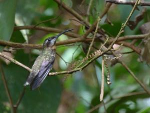 utils/thumbs/Trochilidae/Threnetes_AY52tZqyqyrBkmsC7Zzknc.jpg