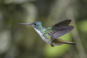 utils/thumbs/Trochilidae/Uranomitra_74xEroDzKDQzRVqCBFkQac.jpg