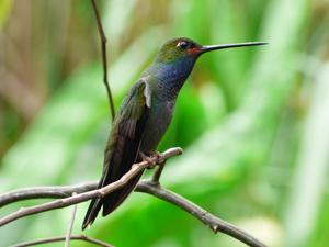 utils/thumbs/Trochilidae/Urochroa_jkmX6rG3P9y9yeMwficNqU.jpg
