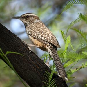 Campylorhynchus brunneicapillus