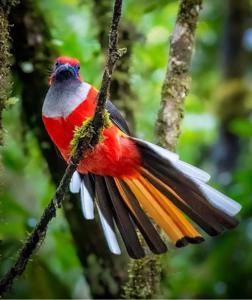 Harpactes whiteheadi