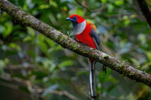 Harpactes whiteheadi