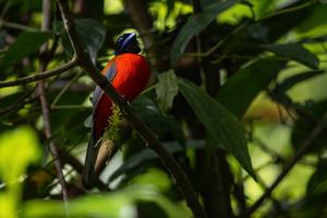 Harpactes duvaucelii