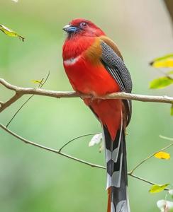 Harpactes erythrocephalus