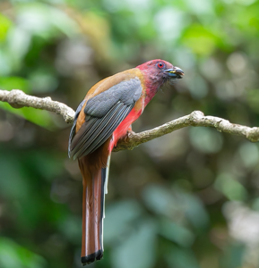 Harpactes erythrocephalus