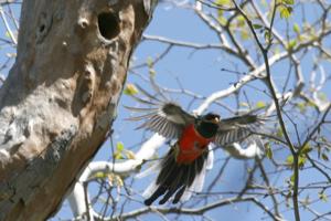 Trogon elegans