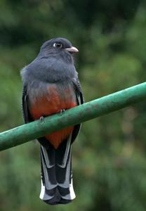 Trogon surrucura