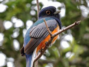 Trogon surrucura