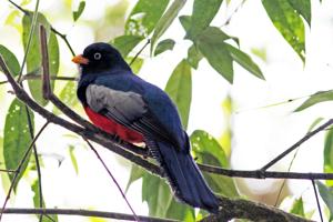 Trogon clathratus