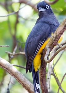 Trogon melanocephalus