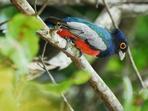 Trogon curucui