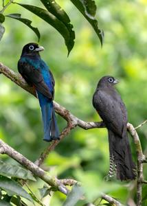 Trogon bairdii