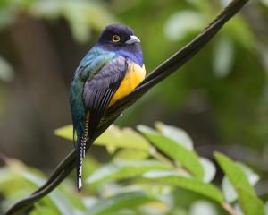 Trogon caligatus