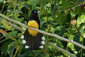 Trogon melanocephalus