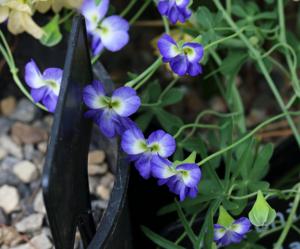 Tropaeolum azureum