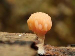 Tubifera microsperma