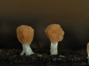 Tubifera microsperma