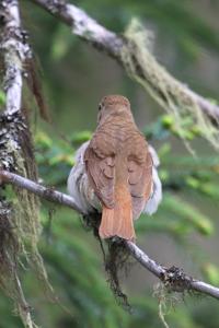 Catharus guttatus