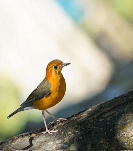 utils/thumbs/Turdidae/Geokichla_Np9HTqDsJEAStDZwoChU84.jpg