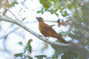 utils/thumbs/Turdidae/Neocossyphus_ATdtbhsTf8AERvM8MqnCJV.jpg