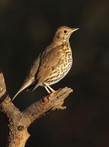 Turdus philomelos
