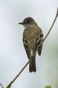 Empidonax traillii