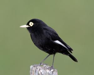Hymenops perspicillatus