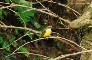 Myiozetetes granadensis