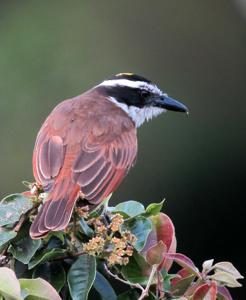 Pitangus sulphuratus