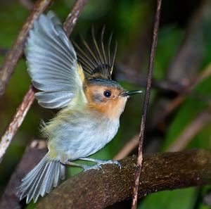 Poecilotriccus plumbeiceps