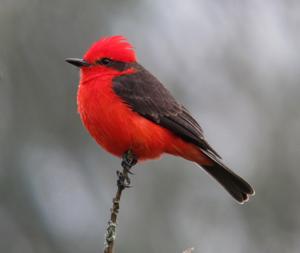 Pyrocephalus rubinus