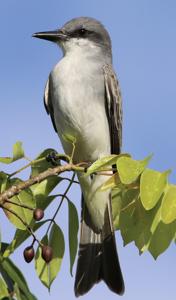 Tyrannus dominicensis