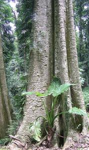 Dendrocnide excelsa