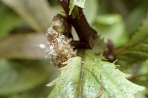 Elatostema rugosum