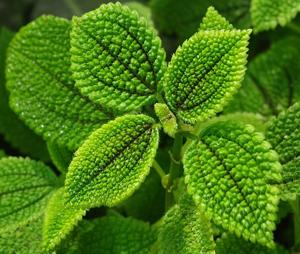 Pilea mollis