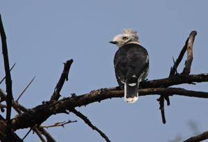 Prionops poliolophus