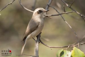 Tephrodornis pondicerianus