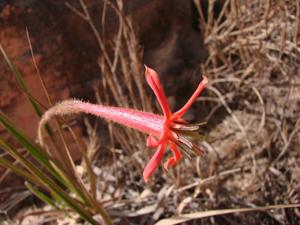 utils/thumbs/Velloziaceae/Barbacenia_JMhniUt9SFmptcYGfxqpHW.jpg